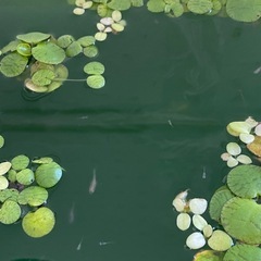 メダカの稚魚＋そのまま育てられるセット一式300円〜の画像