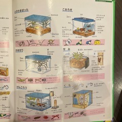 こん虫ふしぎ図鑑　全88ページの画像