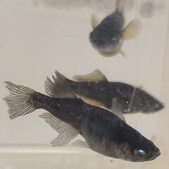 （受渡決定）めだか　阿形ブルーアイ　1ペア+メス3匹の画像