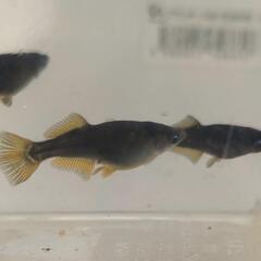 （受渡決定）めだか　阿形ブルーアイ　1ペア+メス3匹の画像