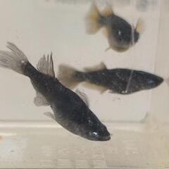 （受渡決定）めだか　阿形ブルーアイ　1ペア+メス3匹の画像