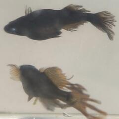 （受渡決定）めだか　阿形ブルーアイ　1ペア+メス3匹の画像