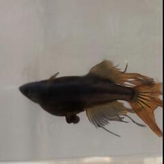 （受渡決定）めだか　阿形ブルーアイ　1ペア+メス3匹の画像