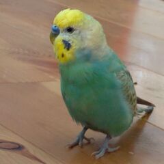 セキセイインコのレインボー探しています。