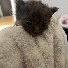 生後３週間くらい子猫きょうだい