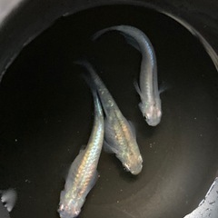 めだか　グリーン百式　トリオ