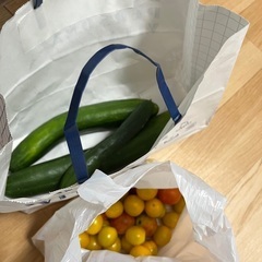 きょうり　トマト