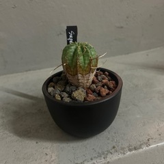 ユーフォルビア   バリダ