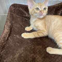 in岡崎市☆子猫たくさん！保護猫をオウチに迎えよう☆2024年8...