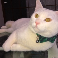 一口ガスコンロ　大阪ガス