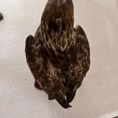 鷹の剥製　本物　レイアウト　オブジェ 鷹 剥製 本物 (ゆず) 菰野のインテリア雑貨/小物《置物