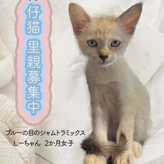 トライアル一時停止⭐️青い目がキレイなシャムトラミックス2ヵ月女子