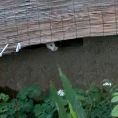 捨て猫ちゃん