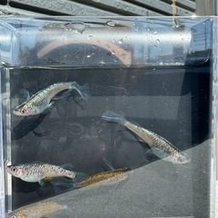 忘却の翼【メダカ】