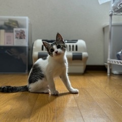 可愛い子猫の里親募集