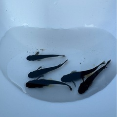 黑天幻龍【メダカ】の画像