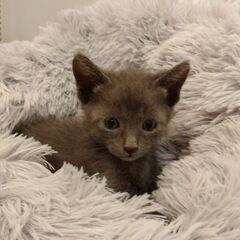 生後1か月半ほど　ブルー男の子里親さん募集します🐈