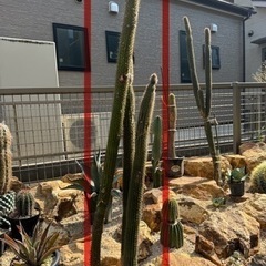 柱サボテン　激レア　