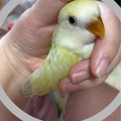 コザクラインコ　パリッド