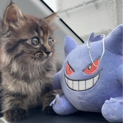 猫用品お譲りいただけませんか！