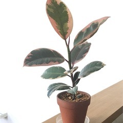 観葉植物/フィカス・ルビー　ゴムの木　斑入り　手渡し