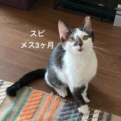 8/4　譲渡会　in川崎市動物愛護センター　子猫から大人猫まで　...