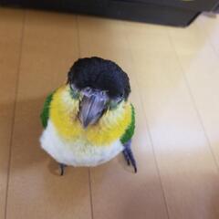 雑工！急募！エントリーは8月2日まで！
