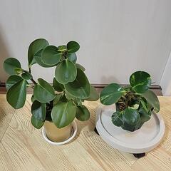 ペペロミア