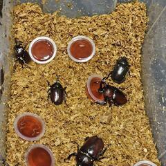 天然カブトムシ【2ペア】今なら採れたて選び放題！