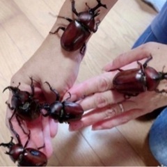 【最短当日渡し可能・300匹以上います】カブトムシ オス・メス ...