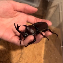 【受付〆切】カブトムシ   オス・メスペアで差し上げます