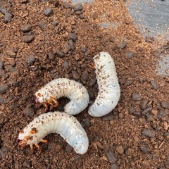 【最終】ヘラクレスオオカブト幼虫　8頭セット