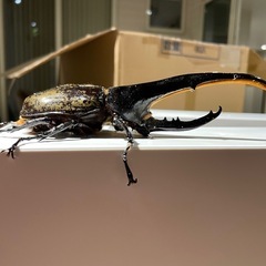 【最終】ヘラクレスオオカブト幼虫　8頭セットの画像