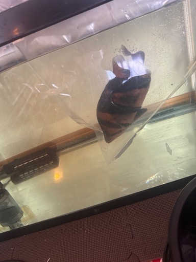 ダトニオ　リアルバンド