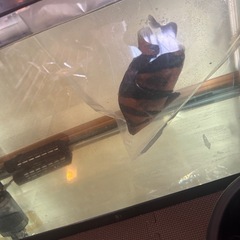 ダトニオ　リアルバンド