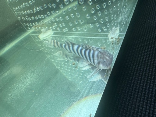 ゼブラキャット