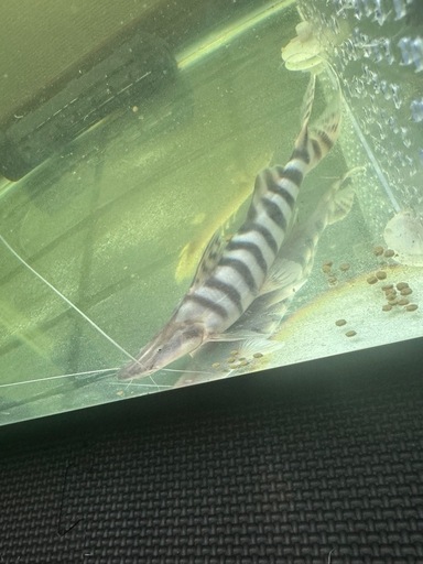 ゼブラキャット