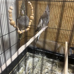 オカメインコ2匹