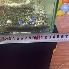 特大どじょうの画像