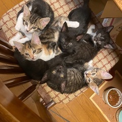 3匹子猫ちゃん