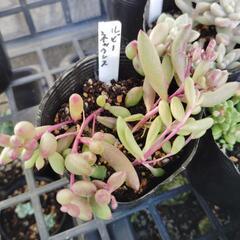 多肉植物　ルビーネックレス