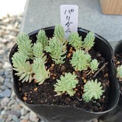 多肉植物　パリダム