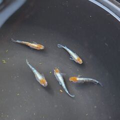 スーパー銀鱗　めだか　メダカ