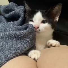 7月30日更新⚡️イナズマ柄の男の子　ハチワレ女の子🐱子猫3ヶ月くらい - 猫