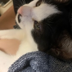 7月30日更新⚡️イナズマ柄の男の子　ハチワレ女の子🐱子猫3ヶ月くらい − 宮城県