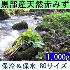 すぐにお渡しできます♪名水の里黒部 天然 赤ミズ みず カタハ ウワバミ草・ 1000g強の画像