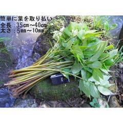 すぐにお渡しできます♪名水の里黒部 天然 赤ミズ みず カタハ ウワバミ草・ 1000g強の画像