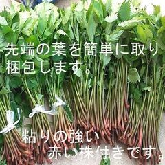 すぐにお渡しできます♪名水の里黒部 天然 赤ミズ みず カタハ ウワバミ草・ 1000g強の画像