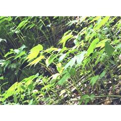 すぐにお渡しできます♪名水の里黒部 天然 赤ミズ みず カタハ ウワバミ草・ 1000g強の画像