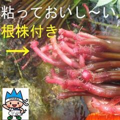 すぐにお渡しできます♪名水の里黒部 天然 赤ミズ みず カタハ ウワバミ草・ 1000g強の画像
